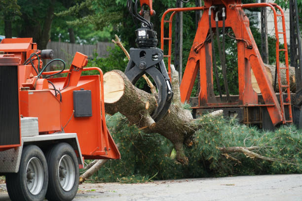 Why Choose Our Tree Removal Services in Delphi, IN?